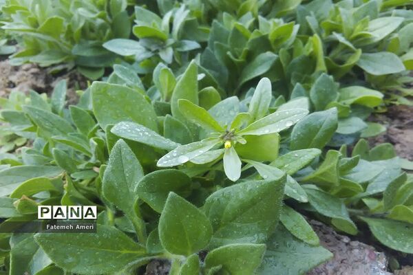 بارش باران در استان فارس