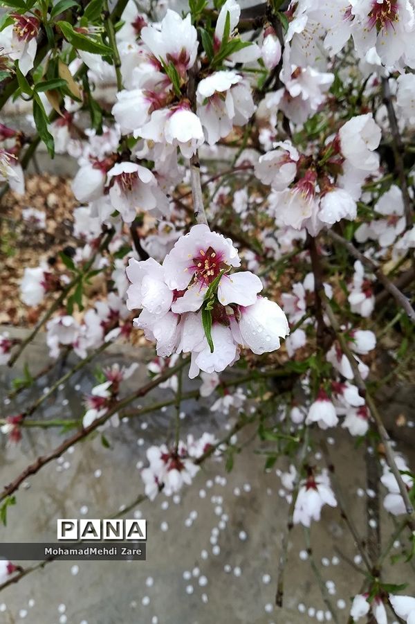 بارش باران در استان فارس