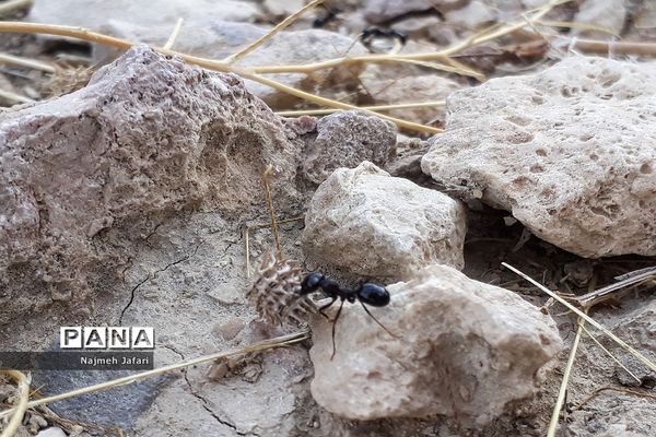 طبیعت گردی در روستای چاه سبز حاجی آباد