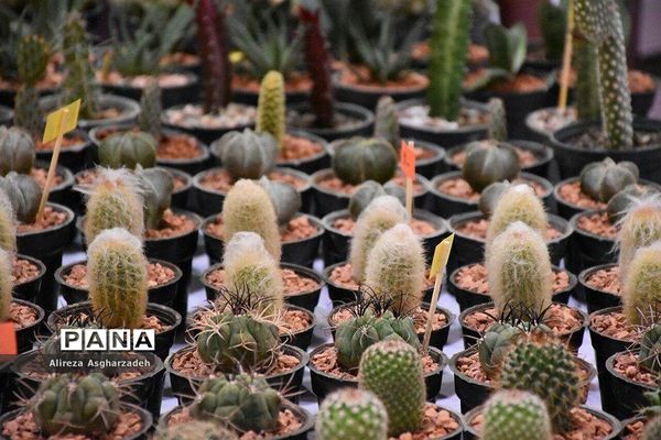 اولین جشنواره ملی گل و گیاه در مجتمع شهید عظیمی بابلسر