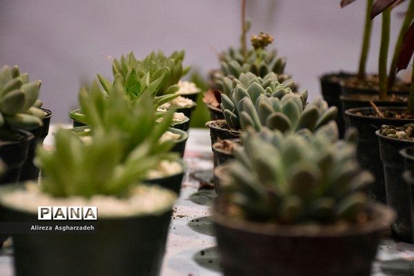 اولین جشنواره ملی گل و گیاه در مجتمع شهید عظیمی بابلسر