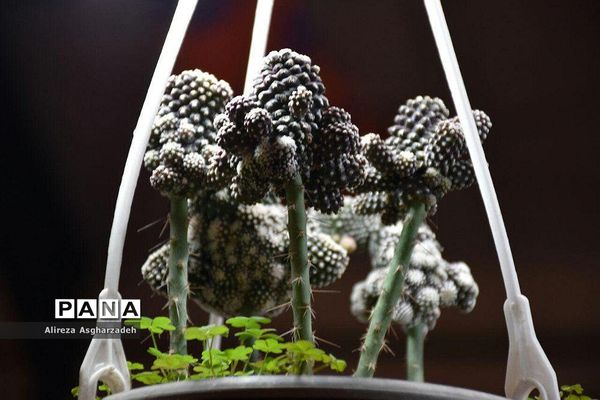 اولین جشنواره ملی گل و گیاه در مجتمع شهید عظیمی بابلسر