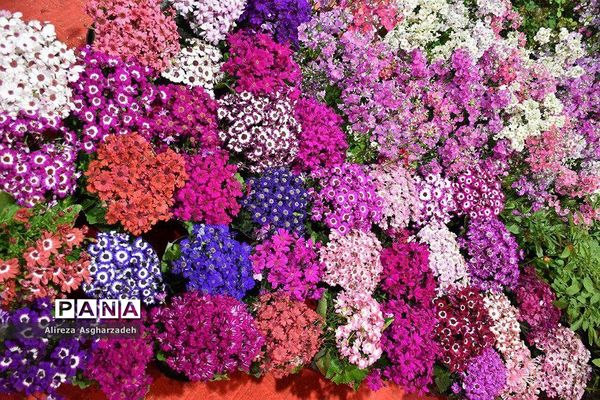 اولین جشنواره ملی گل و گیاه در مجتمع شهید عظیمی بابلسر