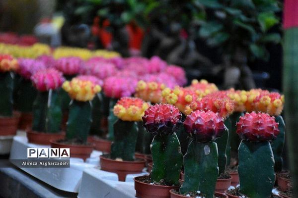 اولین جشنواره ملی گل و گیاه در مجتمع شهید عظیمی بابلسر