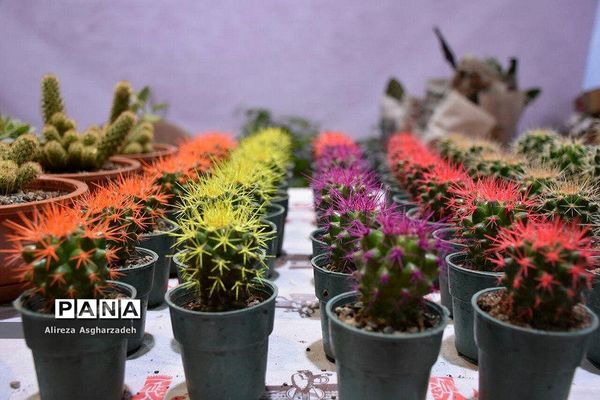 اولین جشنواره ملی گل و گیاه در مجتمع شهید عظیمی بابلسر