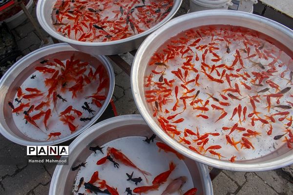 ماهی قرمز عید