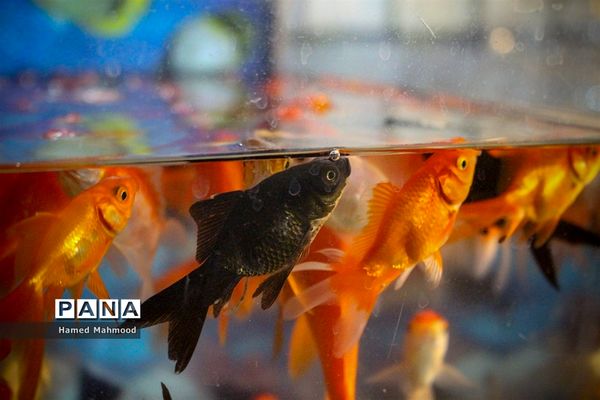 ماهی قرمز عید