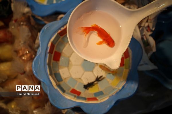 ماهی قرمز عید