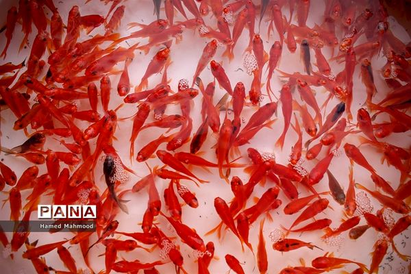 ماهی قرمز عید