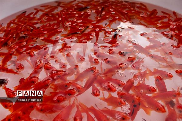 ماهی قرمز عید