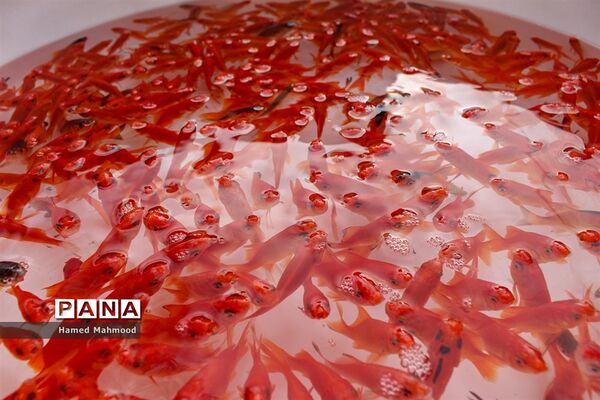 ماهی قرمز عید