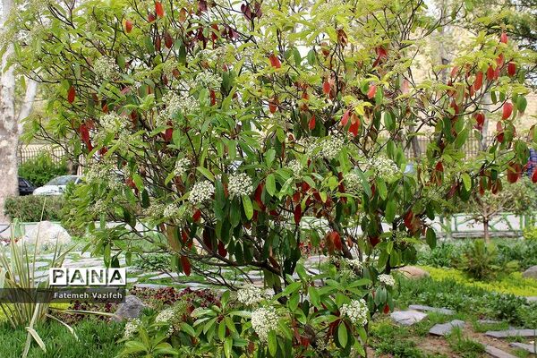 پارک لاله تهران در بهار طبیعت