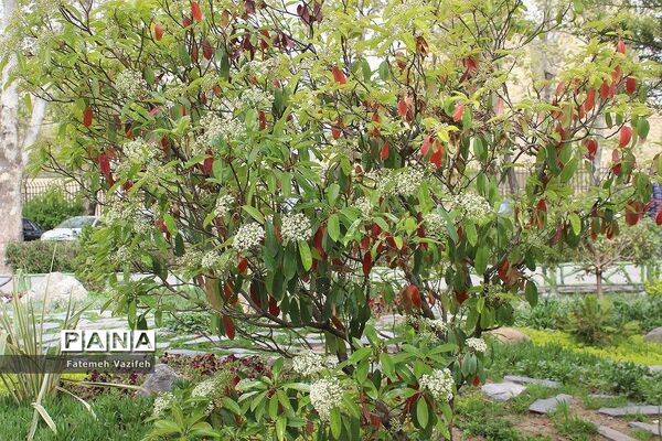 پارک لاله تهران در بهار طبیعت