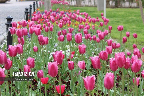 پارک لاله تهران در بهار طبیعت