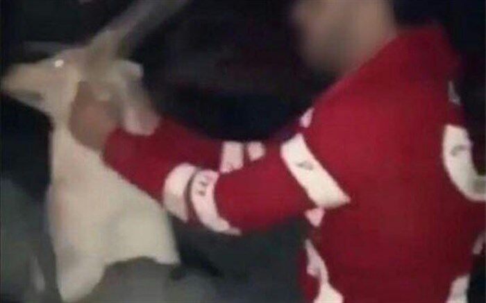 سگ آزار خوزستانی دستگیر شد
