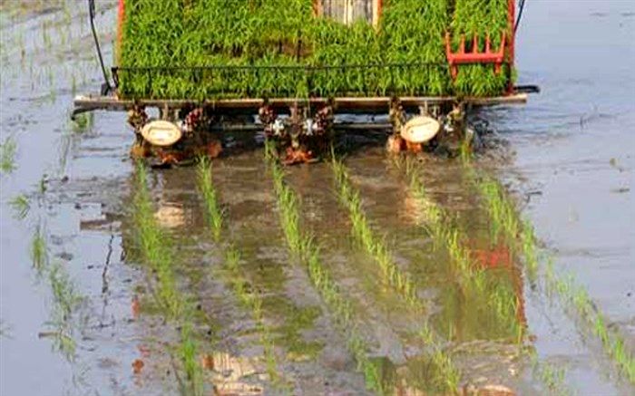 کشاورزان ایلامی از کشت برنج خودداری کنند