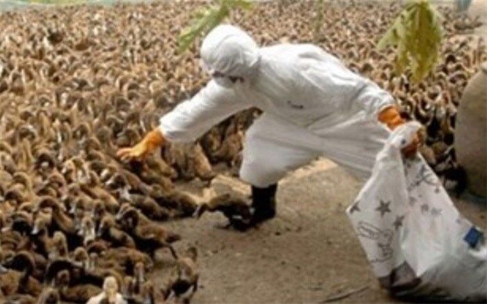 آنفلوآنزای فوق حاد پرندگان 22 استان کشور را درگیر کرده است