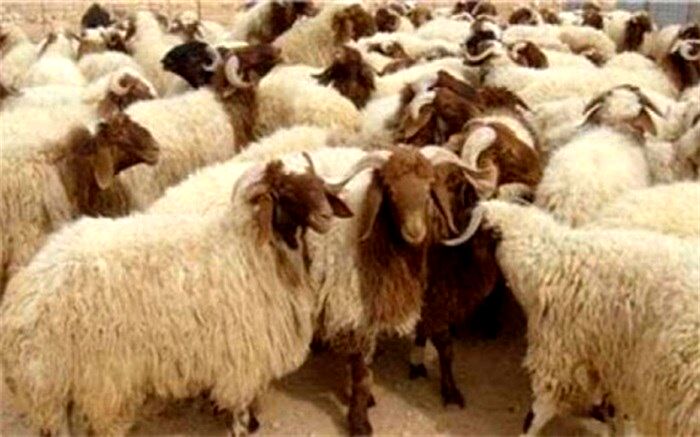 آنتروتوکسمی، بیماری تغییر فصل دام ها