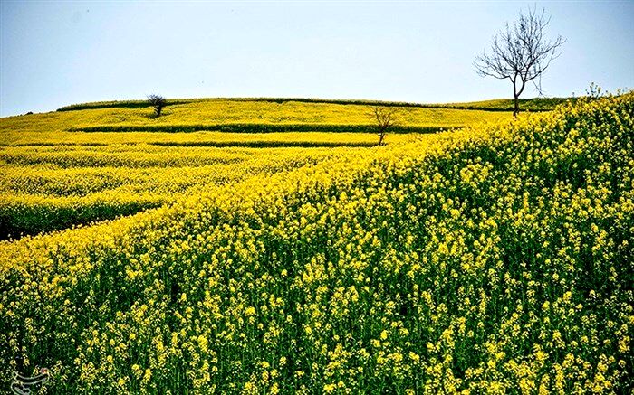 خسارات سرمازدگی در مزارع کلزا قابل توجه نیست