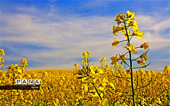 برداشت بیش از 5 هزار تن کلزا از مزارع شوش