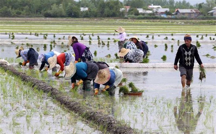 نشاء عمومی برنج در گیلان آغاز شد