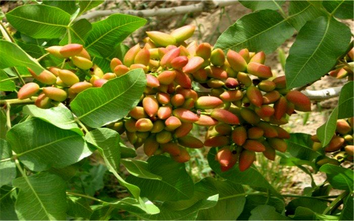 گرمای امسال خسارت 900 میلیارد ریالی به پسته‌کاران ابرکوهی وارد کرده است