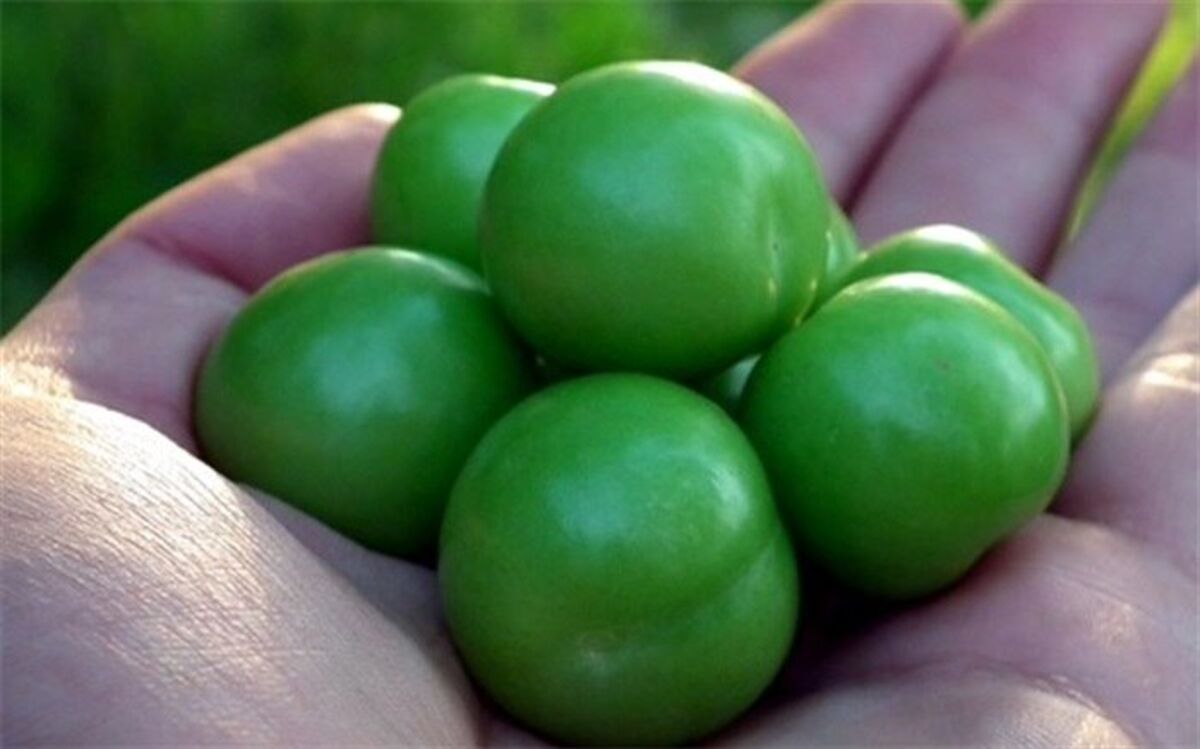 بیش از دو هزار و 638 تن گوجه سبز از باغات استان یزد برداشت شد