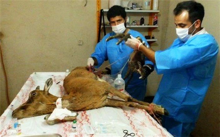 یک راس میش وحشی آبستن و مصدوم از مرگ نجات یافت