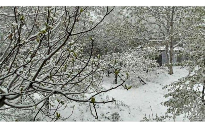 تنها 3 هزار و 200 هکتاراز 16 هزارهکتار باغ آسیب دیده استان تهران درسرمای بهاری بیمه بودند