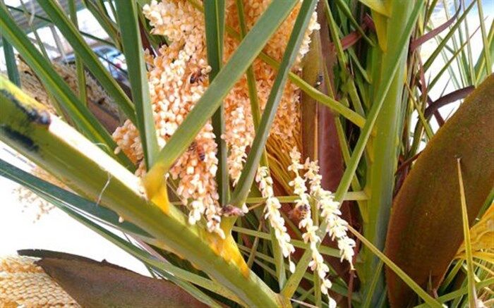 عرق گیری از نخلستان های شادگان