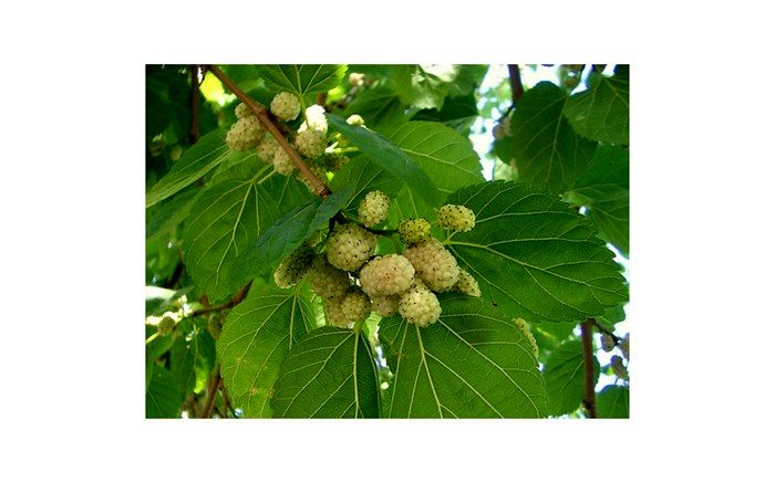 رییس مرکز توسعه نوغانداری کشور مطرح کرد : هدفگذاری برای تولید ۴۰۰ هزار اصله نهال توت اصلاح شده در سال ۹۷