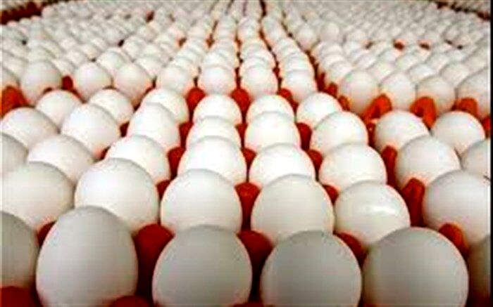 ۱۰ تن تخم مرغ در مرغداری های شهرستان تاکستان تولید شد