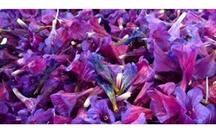 رودسر،برند فندق و گل‌گاوزبان کشور