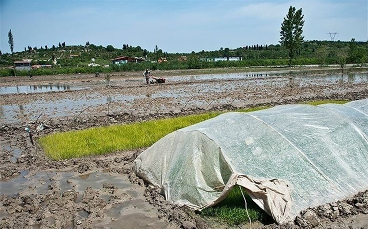 تصاویر/ بلایی که کم‌آبی سر شالیزارهای مازندران آورد!