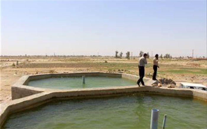 تمام پرورش دهندگان ماهی استخرهای پرورشی خود را بیمه کنند