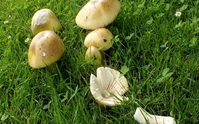 افزایش تعداد مسمومان با قارچ در کشور به بیش از 800 نفر