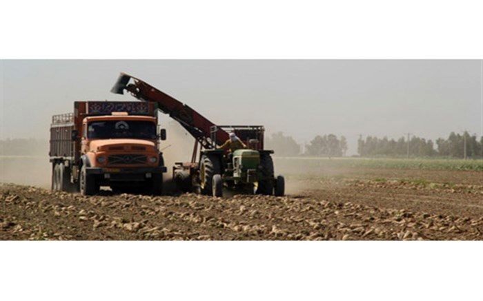 برداشت چغندر قند پاییزه از سطح 200 هکتار از مزارع شهرستان جهرم برای نخستین بار