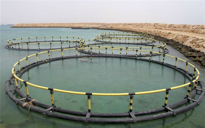 بندر پشتیبانی پرورش ماهی در عباس‌آباد ساخته می‌شود