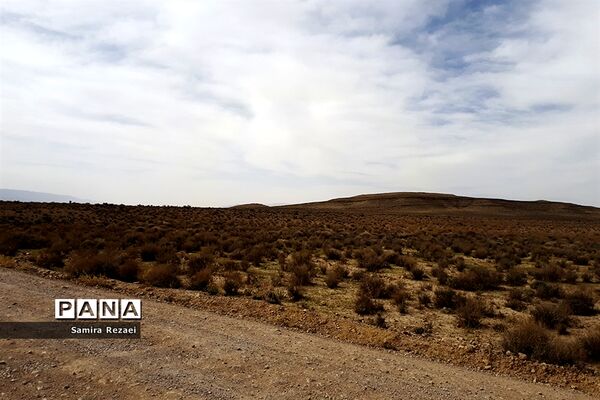 چشمه سرو نخودی رویای زندگی