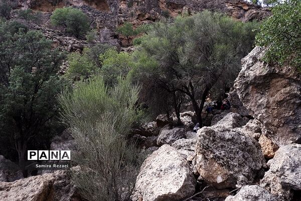 چشمه سرو نخودی رویای زندگی