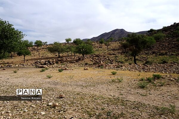 چشمه سرو نخودی رویای زندگی