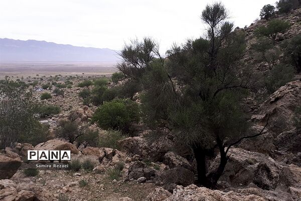 چشمه سرو نخودی رویای زندگی