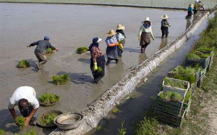 بیش از 190 هزار هکتار از شالیزارهای گیلان نشاء شد