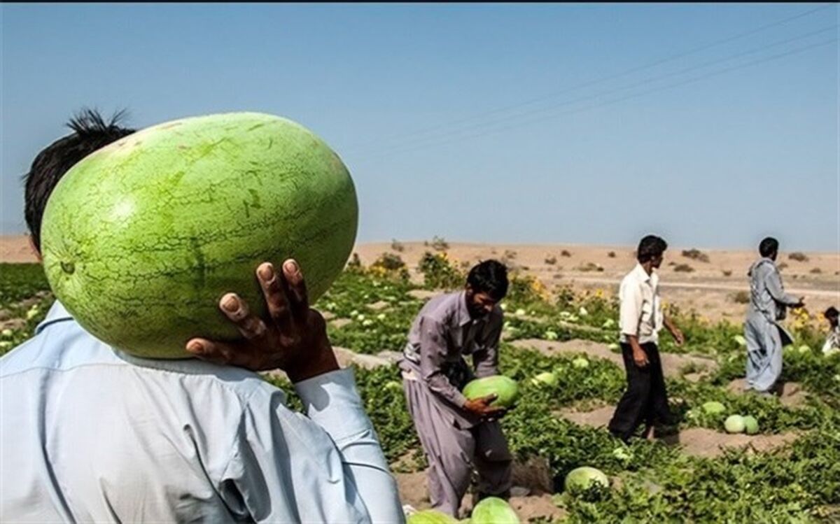 سالانه 400 هزار تن محصول خارج فصل تولید می شود