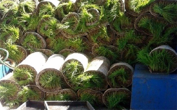 دادستان شهرستان ری خبر داد: معدوم کردن نشای 700 هکتار از اراضی برنج ری به دلیل آلودگی