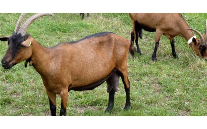 تولید اولین بزغاله های دورگه "آلپاین- محلی" در فارس