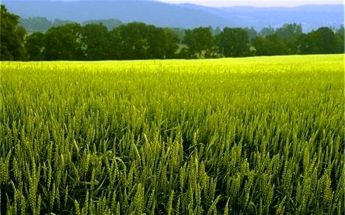 بیش از ۳۰۵ هزار هکتار از اراضی اردبیل زیر کشت گندم رفت