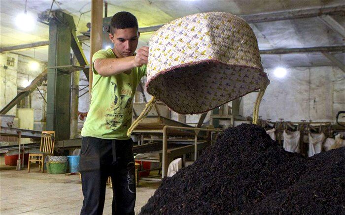 اقبال مصرف کنندگان داخلی به چای ایرانی افزایش یافته است