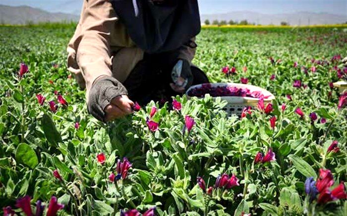 ۸۵ هکتار از اراضی شهرستان نظرآباد زیر کشت گیاهان دارویی  قرار دارد