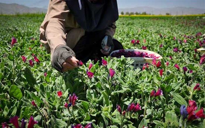 ۸۵ هکتار از اراضی شهرستان نظرآباد زیر کشت گیاهان دارویی  قرار دارد